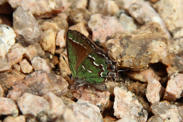 Juniper Hairstreak