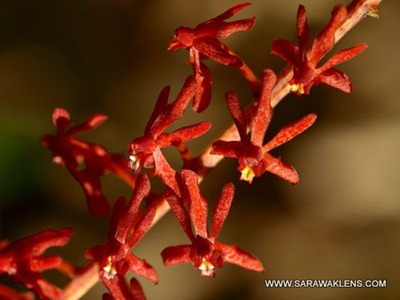 Renanthera_elongata_2