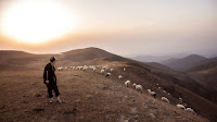 Shepherding Flock - Photo by Peyman TDR on Unsplash