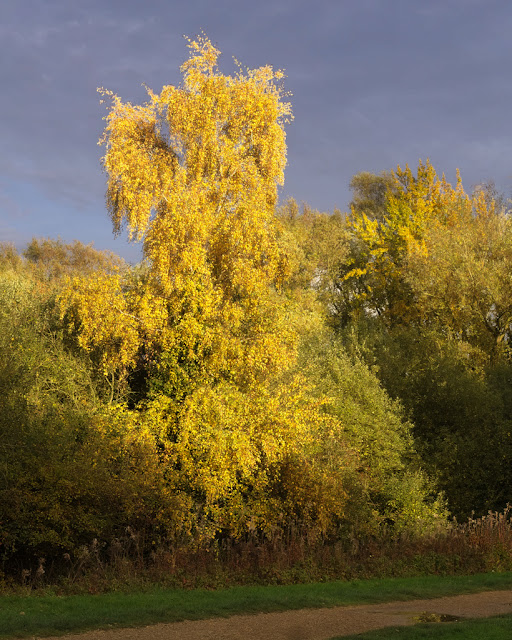 Birch tree with yellow foliage towers above hedge