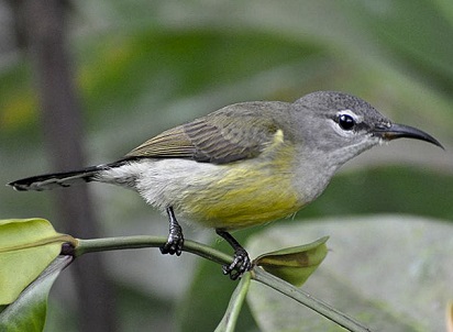 Gambar Burung  Kolibri  Muncang Jantan