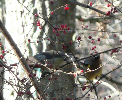 cedar waxwings