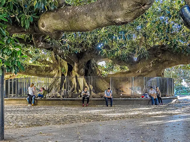 El viejo gomero de Recoleta