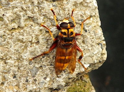https://www.biodiversidadvirtual.org/insectarium/Milesia-crabroniformis-(Fabricius-1775)-img1051742.html