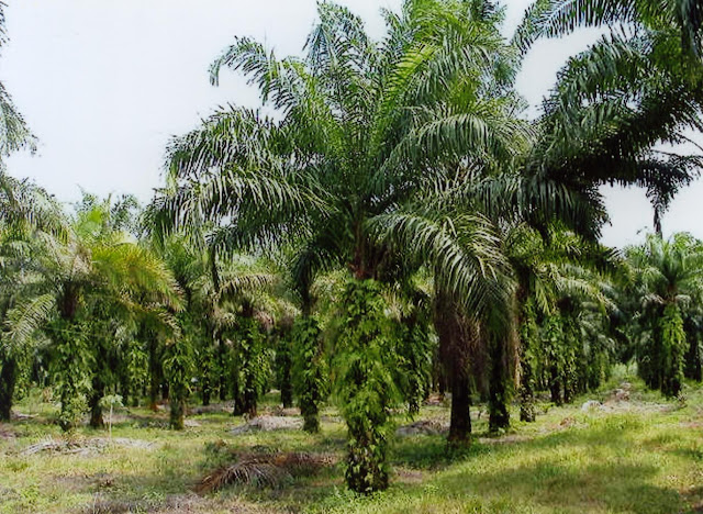 Tanaman Kelapa Sawit