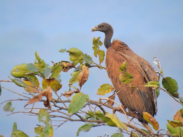 The Indian vulture.