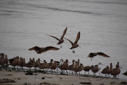 Photo. A small strip of sandy shoreline at the bottom of the photo, shallow water in 80% of the rest of the photo, with a line of small brownish wading birds on the shore and a few in flight and about to land. There are a couple of white wading birds mixed in on the shore.