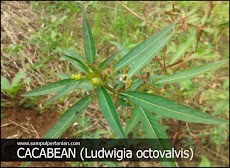 Macam-macam Gulma : GULMA CACABEAN (Ludwigia octovalvis)