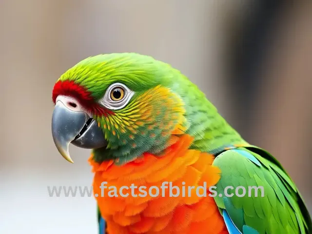 What Makes Eclectus Parrot Pet Birds Care So Unique Friendly?