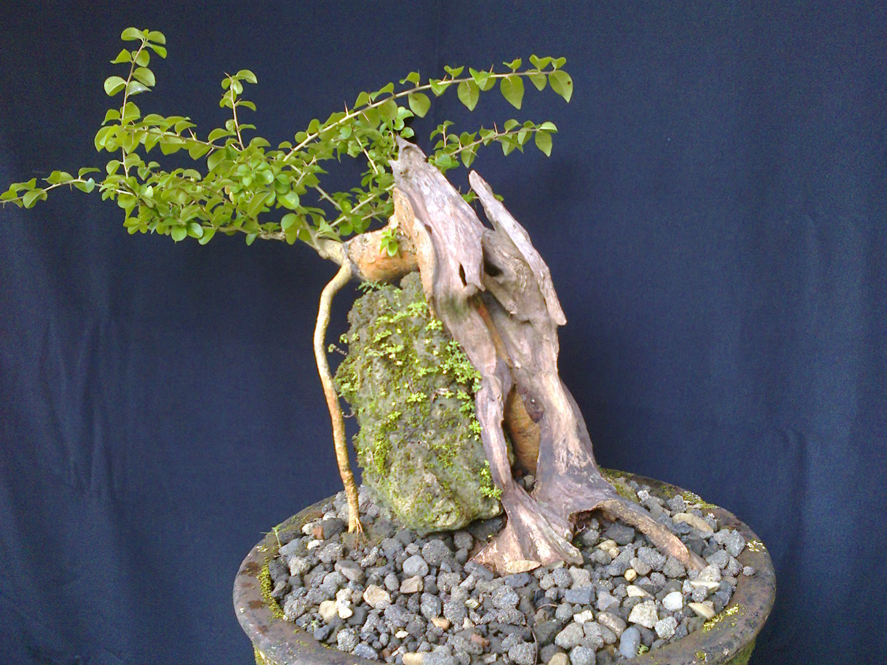 artaprso Bonsai Serut Bakalan 