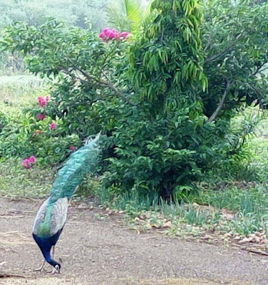 eating-peacock-on-the-farmhouse-porbandar