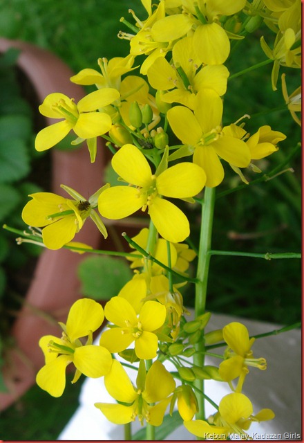 choy sum (2)