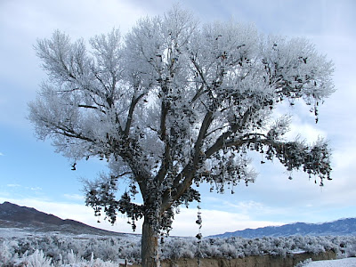 nevada03 Nevada Shoe Tree