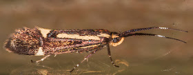 Esperia sulphurella.  Male.  In my garden light trap in Hayes on 21 May 2016.