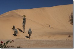 Dune-7 IMG_0551
