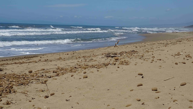 Costa degli Etruschi in May - Rimigliano