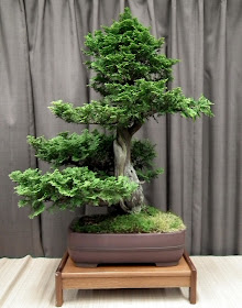 Thuja Bonsai at Taguchi Bonsai Show 2011