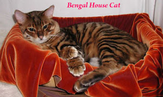 beautiful Bengal house cat