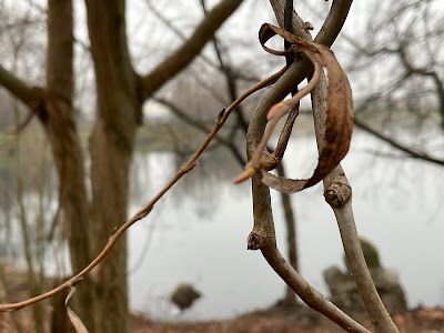 #parcoforlanini, giornata uggiosa, muschio, boschetto, bagolaro, laghetto,#Passeggiatadelbuongiorno, pioppo nero, faggio, tiglio, funghi del legno, ontano, forsizia,  A casa di Anna blog, annapisapia.blogspot.com
