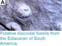 https://sciencythoughts.blogspot.com/2019/01/putative-discoidal-fossils-from.html