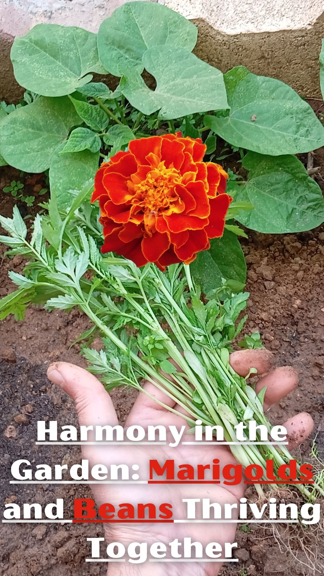 Join us on a journey to create a harmonious garden ecosystem! In this video, we'll show you step-by-step how to plant marigold seedlings alongside your beans for maximum growth and beauty. Explore the benefits of pairing these two powerhouse plants and unlock the potential of your garden. From enriching the soil to nurturing vibrant blooms, discover the art of gardening with marigolds and beans!