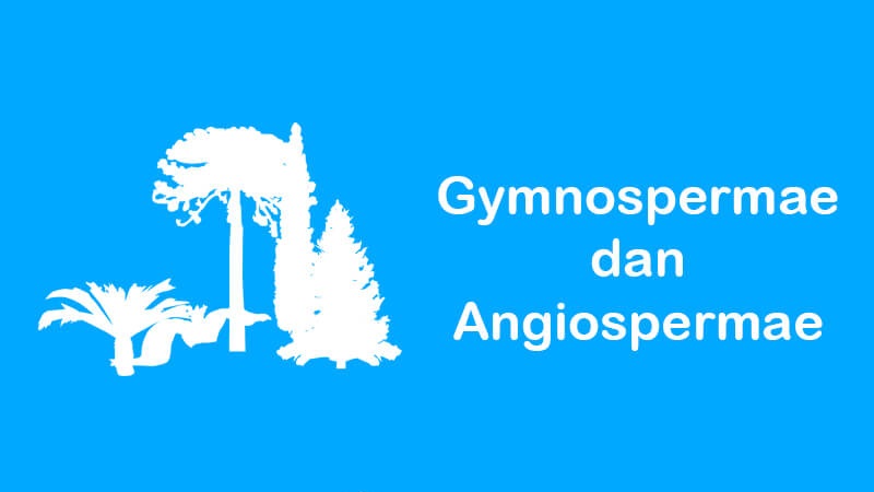 pengertian gymnospermae dan angiospermae