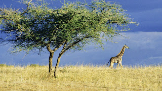 Giraffe Wallpapers