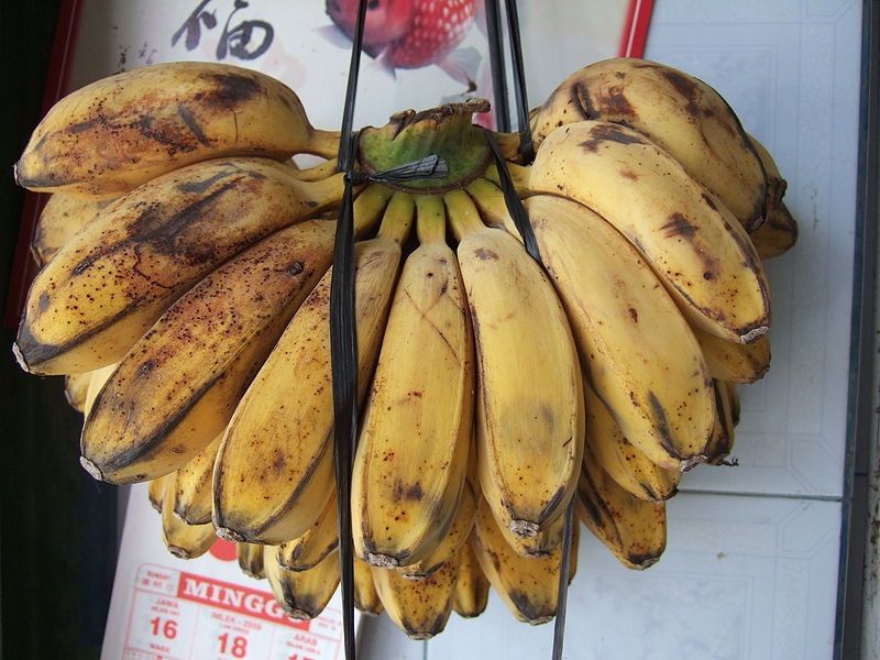 Jenis Pisang  Untuk Pisang  Goreng Jenis Pisang  Dan Manfaatnya