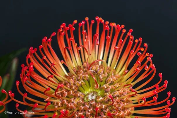 Pincushions flowers using AF and Manual Focus Override