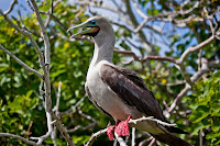 Red Footed Boobie, Genovesa Island, Galapagos