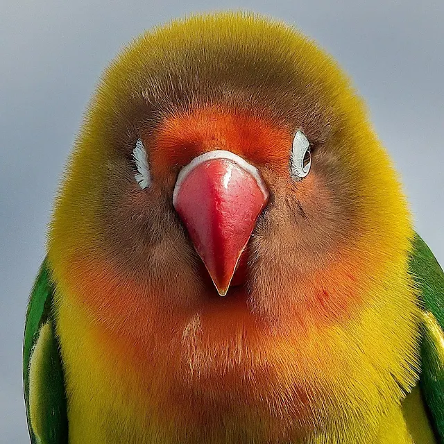 Cheerful lovebirds couple images