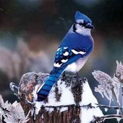 I've always love the bright "happy" blue of the blue jay in the cold white of winter 