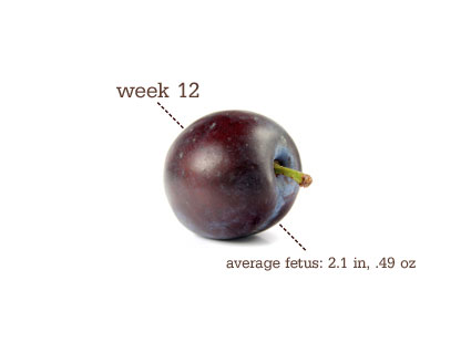 pictures of 12 weeks pregnant. Week 12. Baby size: A plum