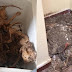 Puluhan bangkai kucing, organ, anggota badan dikerat & dagingnya dikisar ditemui dalam rumah sewa
