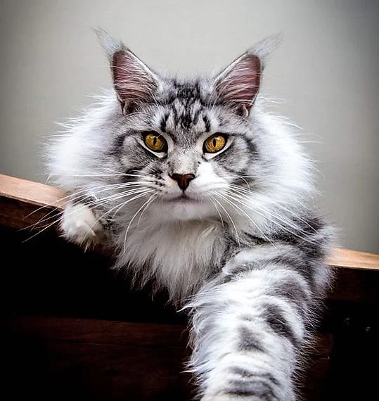 Laid back, golden-eyed silver tabby Maine Coon looks down on their slave