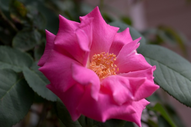 Zephirine-Drouhin-Rose