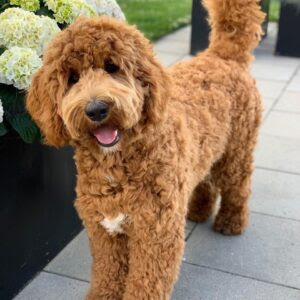 Standard Poodle Puppies for Sale in Delhi NCR