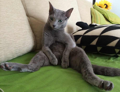 Karakter Ras Kucing Russian Blue