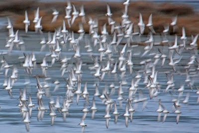 Nikon Blur on Flock Of Dunlin  Canon 40d  Sigma 50 500ex  1 90   F 8