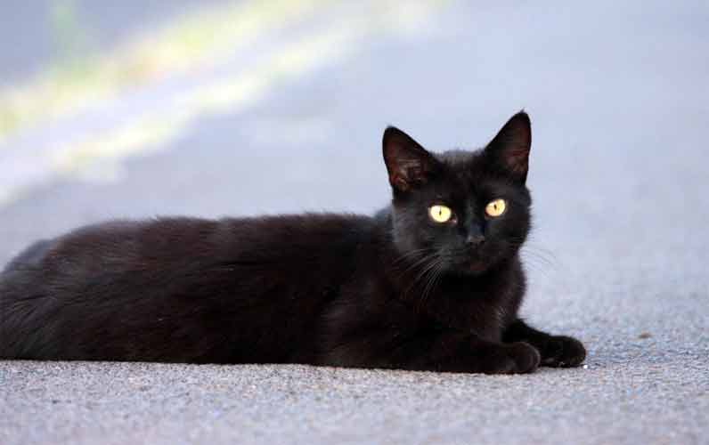  Misteri  dan Mitos Kucing  Hitam  yang Mengerikan Misteri  