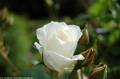 hình ảnh đẹp hoa hồng bạch, hồng trắng