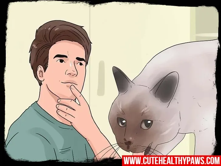 How to get your cat to stop biting and scratching