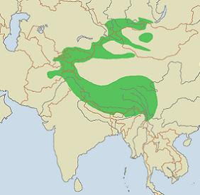 Snow Leopard Range
