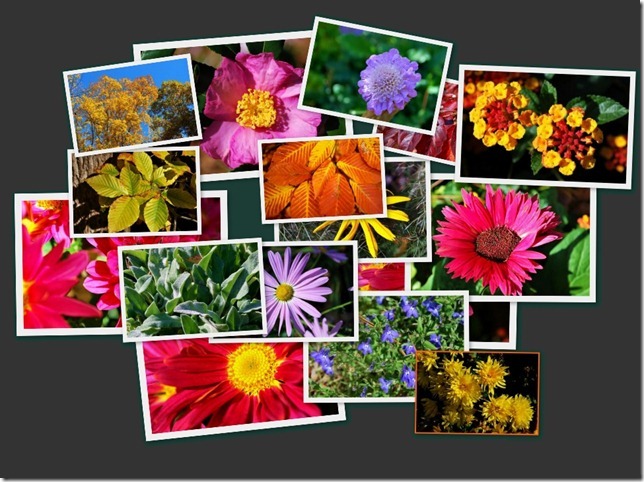 WP-1232-Picasa-collage