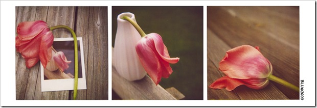 Triple Tulips