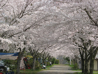 イレブンオートキャンプ場　桜　キャンプ