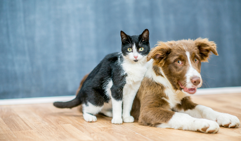 Why Do Cats And Dogs Hate Each Other?