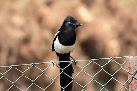 Maghreb Magpie - Oued Souss, Morocco