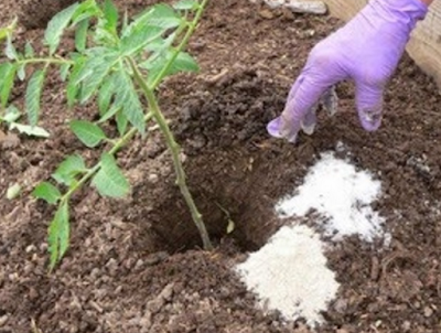 How To Fertilize Fruit Trees