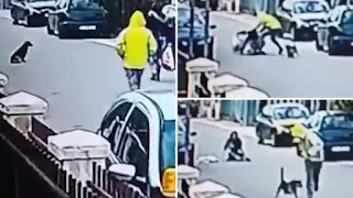Perro callejero salva a una mujer de ser asaltada